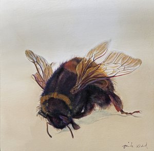 Bombus terrestris 10, 2013 (アクリル、木)