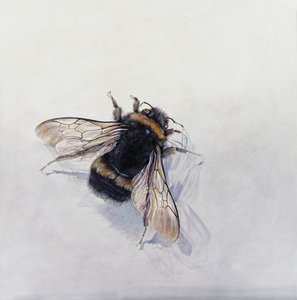 Bombus terrestris 11 （アクリル、ジェッソウッド） 作： オディール・キッド