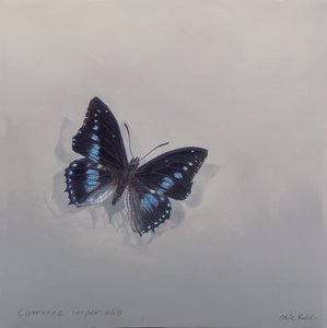 Charaxes imperialis 1 (b), 2014 (木にアクリル) 作： オディール・キッド