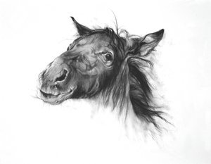 Colt, 2002 (ファブリアーノ紙に木炭) 作： オディール・キッド