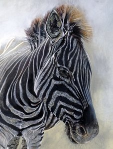 Equus burchelli 1 (詳細), 2009 (木炭、コンテ、チョークパステル、ボッキングフォード紙) 作： オディール・キッド