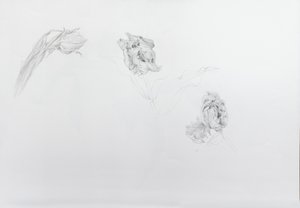 Estella rijnveld 1, 2013（カートリッジ紙に鉛筆）