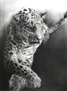 Panthera pardus 1, 2009 (ファブリアーノ紙に木炭とコンテ) 作： オディール・キッド