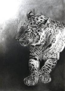 Panthera pardus 2, 2009 (ファブリアーノ紙に木炭とコンテ) 作： オディール・キッド