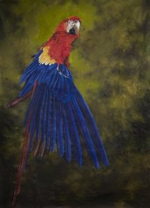コンゴウインコ 2, 2009 (リネンにアクリル)