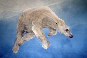 Ursus maritimus 2 （アクリル、ジェッソ・リネン） 作： オディール・キッド