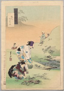 月光の雑多 ワラビを収穫する美女たち