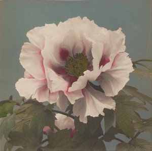 牡丹の木 作： Ogawa Kazumasa