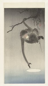 猿と月の反射