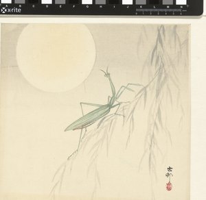 カマキリ