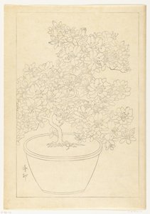 鉢植えツツジ