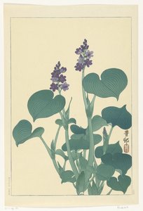 開花ギボウシ 作： Ohara Koson