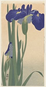 青いアイリス、1900-30（木版印刷） 作： Ohara Koson