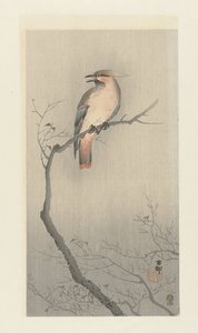 枝の上のヒヨドリ 作： Ohara Koson