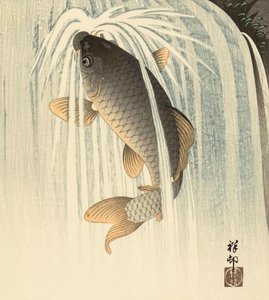 日本のアーティスト、小原古邨による滝の下の鯉 作： Ohara Koson
