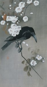 桜の枝にいるカラス