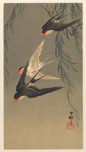 ダイビング中の 3 羽のアカツバメ