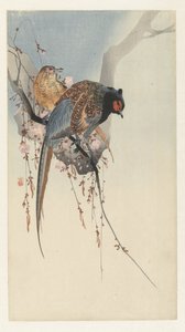 キジ夫婦と梅