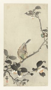 花の枝のホオジロ