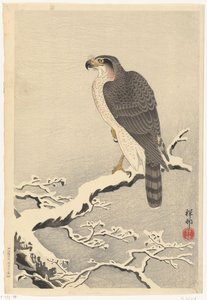 松の木の雪に覆われた枝の鷹