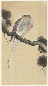 松の枝にタカ