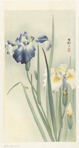 アイリス 作： Ohara Koson