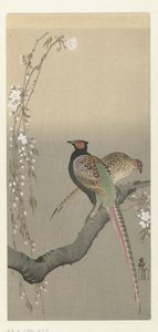 キジと桜のつがい 作： Ohara Koson