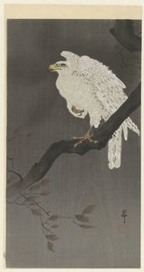 木の枝にシロワシ