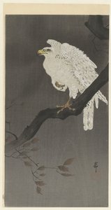 枝の上のユキワシ