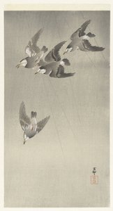 雨の中のムクドリ