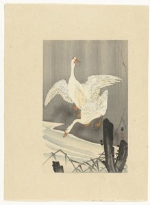 川沿いの 2 つのガチョウ