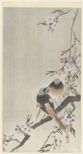 2 つの siegel redstarts と桜 作： Ohara Koson
