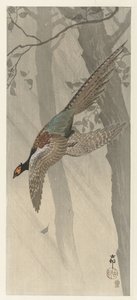 空飛ぶキジ 作： Ohara Koson
