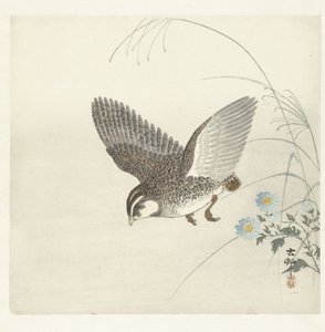 空飛ぶウズラ 作： Ohara Koson