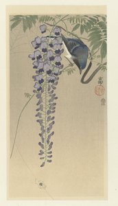 藤のヒタキ 作： Ohara Koson