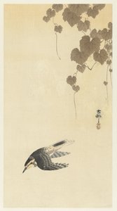 下降飛行中の鳥