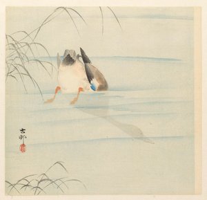水の下で鴨の頭 作： Ohara Koson