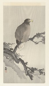 枝にオジロワシ