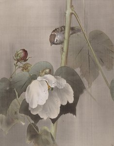 雨の中のコットン ローズ ゼニアオイ、カリフォルニア州。 1891-92。 作： Okada Baison