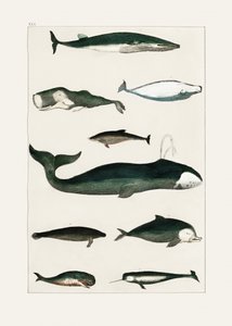 ヴィンテージのクジラのポスター 作： Oliver Goldsmith
