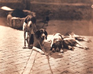 狩猟犬 1853年頃（塩版画）