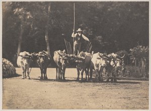 6頭の雄牛のチームとそのドライバー、c。 1853年。 作： Olympe Aguado