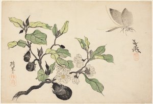 ナスの実と花 作： Onishi Chinnen