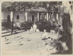 水辺の庭でサルと一緒にいるインド人男性、おそらくスラバヤで 作： Onnes Kurkdjian