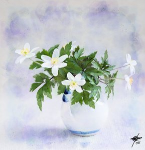 可憐な白い春の花 作： 