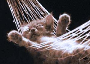 ハンモックで眠る子猫 作： 