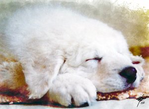 ぐっすり眠る子犬 作： 