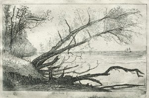 オールドシカモア、1877年。 作： Otto H. Bacher