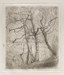木、1878年。 作： Otto H. Bacher