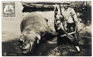 カバとドイツのハンター、ドイツ東アフリカ、1910年頃